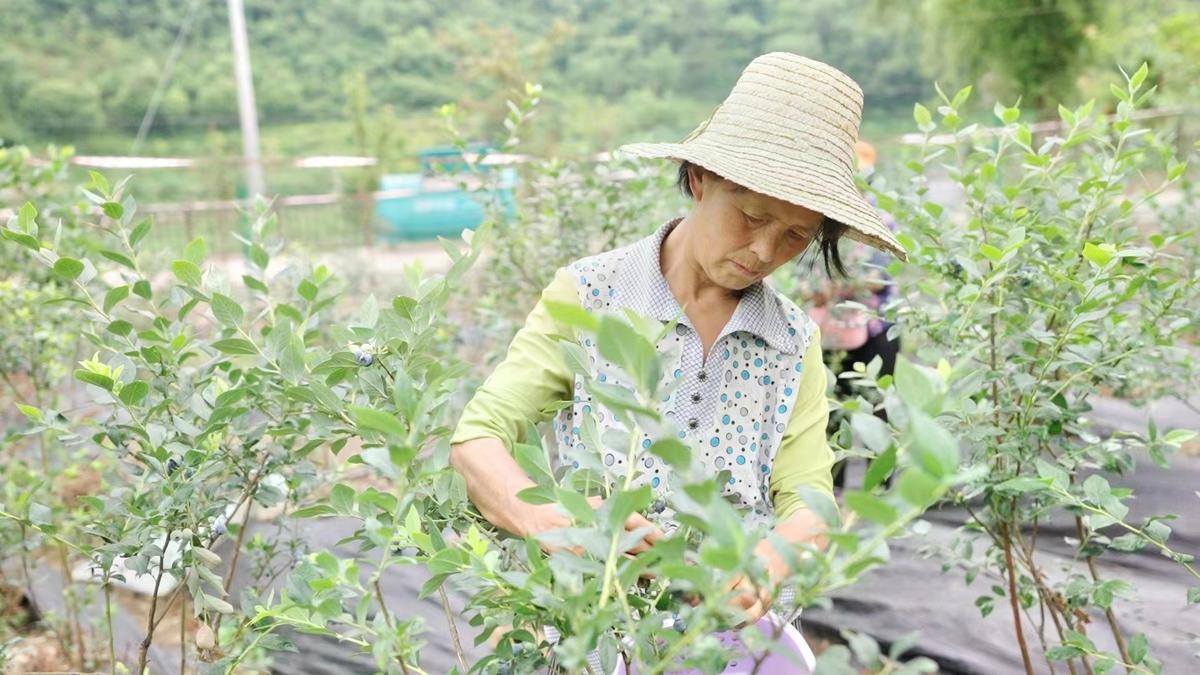 五台乡未来繁荣蓝图，最新发展规划揭秘